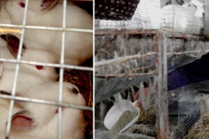 Raising Rabbits in Armenia: Businessman Says the Government Helps by Not Interferring