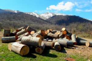 В Джилизе продолжается уничтожение лесов