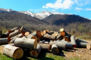 Ջիլիզայի անտառհատման մասին հրապարակումն ուղարկվել է ոստիկանության Թումանյանի բաժին