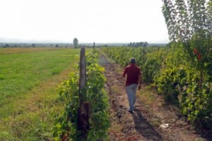 Գյուղատնտեսության նախարարությունում քննարկվել են Հայաստանում  ժամկետանց թունաքիմիկատների կառավարման հարցերը 
