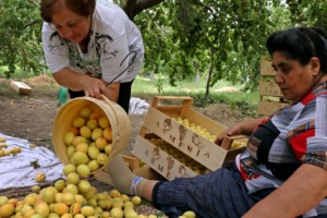 Сбор урожая абрикосов в селе Айгезард