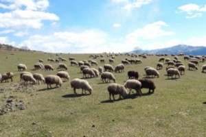Բացահայտվել է 179 գլուխ մանր եղջերավոր անասունի հափշտակություն. 4 անձ ձերբակալվել է