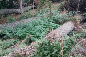 Новые вырубки в национальном парке “Дилижан” 
