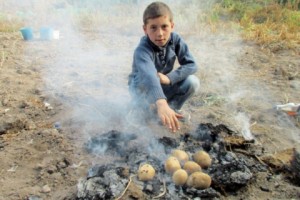 Ծովակում կարտոֆիլի բերքահավաք է