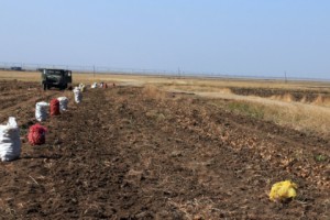 Harvesting Potatoes on Lake Sevan’s Southern Shore: Many Prefer Working the Land Than Leaving for 
Russia