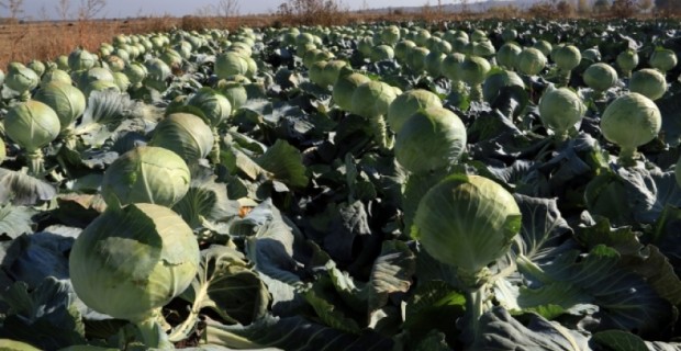 За первые десять месяцев 2017 года объем сельскохозяйственной продукции сократился на 
четыре процента