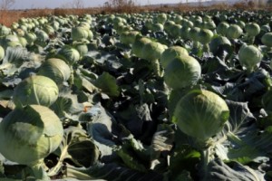 За первые десять месяцев 2017 года объем сельскохозяйственной продукции сократился на 
четыре процента