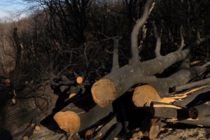 ՔԿ. մեղադրանքներ են առաջադրվել 2015թ. կատարված ապօրինի ծառահատումների դեպքի 
առթիվ