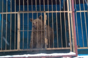 Gyumri Restaurant Agrees to Release Brown Bear