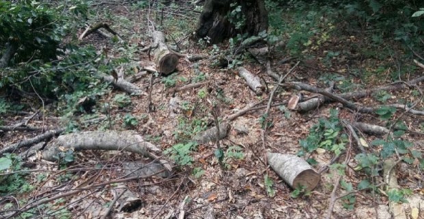 Illegal Logging: Dilijan National Park Officials Arrested