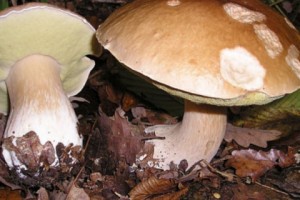 Սնկից թունավորման 2 դեպք է արձանագրվել
