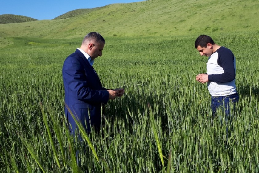 Մարտունու շրջանի որոշ համայնքներում ցանքսերը կարկտահարվել են
