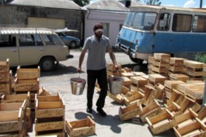 Արմավիրում կեռասը շատ է, գինը՝ էժան