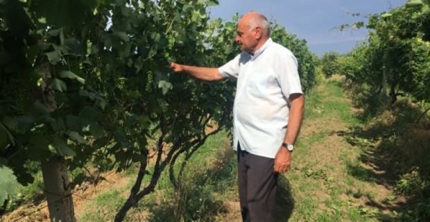 Բերդավանցի Վարդան Զուրաբյանը սահմանամերձ տարածքում խաղողի այգի է մշակում