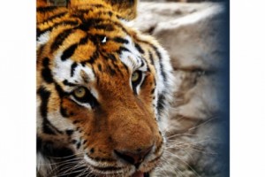 Yerevan Tiger "Nobel" Dies of Old Age