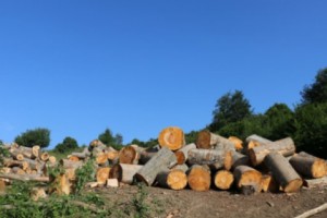 Հայաստանից արտահանվող անտառանյութի ծավալները վերջին տարիներին զգալիորեն 
ավելացել են
