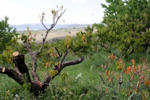 Blight Devastates Peach Tree Orchards in Northern Armenia
