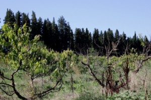 Չորացող դեղձի այգիներից նոր նմուշներ են վերցվել եւ ուղարկվել կրկնակի փորձաքննության