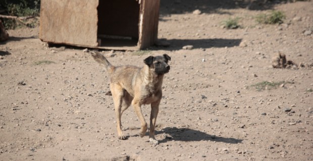 Rescuing Stray Dogs in Armenia: Killing Remains the Main Method of Control