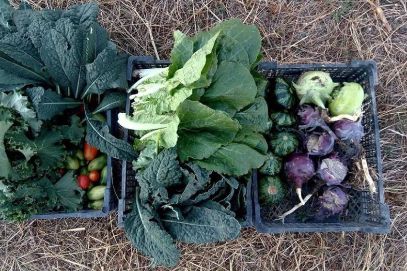 Farmer Hayk Melkonyan: Growing Non-Traditional Crops and Helping Out Fellow Farmers in Armenia