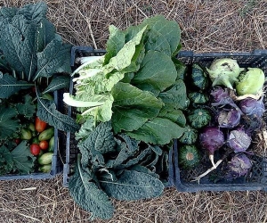 Farmer Hayk Melkonyan: Growing Non-Traditional Crops and Helping Out Fellow Farmers in Armenia