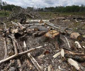 Armenian Government Proposes Tougher Fines for Illegal Tree Logging
