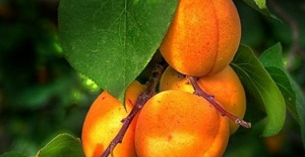 Ծիրանի բերքը կանխատեսածից 2 անգամ քիչ է