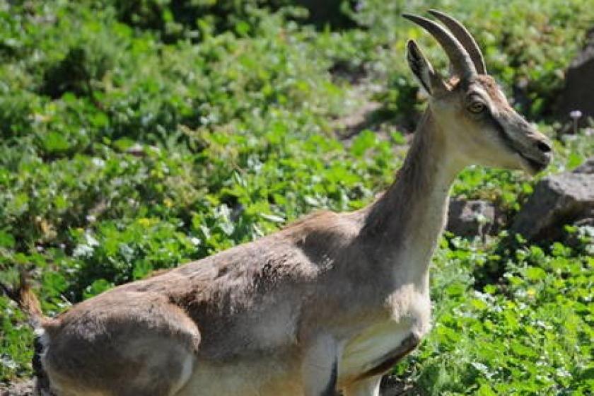 Beozar Ibex: Another Mysterious Death at the Yerevan Zoo