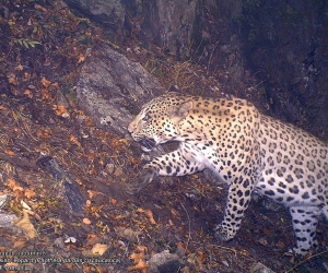 Armenia Declares 2019 the "Year of the Caucasian Leopard"; Wants to Raise Public Awareness of Endangered Subspecies