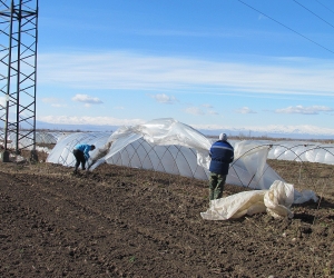 Քամին վնասել է ջերմոցները