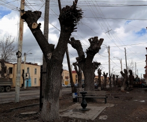 Գյումրիում ծառերն էտում են մինչեւ «պորտը»՝ քաղաքաշինական կարիքների համար զոհելով կանաչ տարածքները