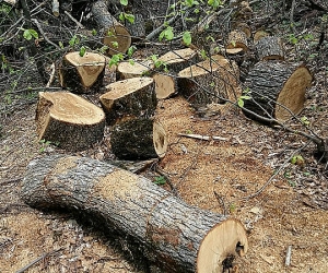 20 Forestry Service Employees Charged with Fraud, Dereliction of Duty
