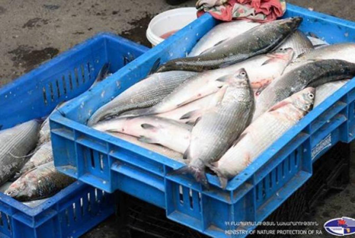 Sevan National Park Department Heads Accepted Bribes to Allow Illegal Fishing