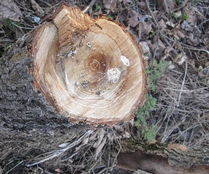 Trees Logged in Khosrov Reserve; Police Refuse to Launch Criminal Case
