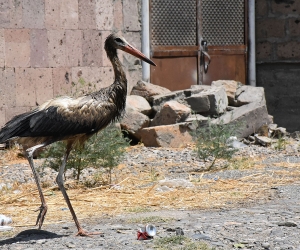 Armenia’s Polluted Hrazdan River: Threatening Storks and Humans