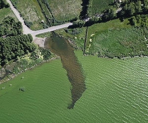 Ministry Wants to Clean More  of Lake Sevan's Submerged Forested Acreage