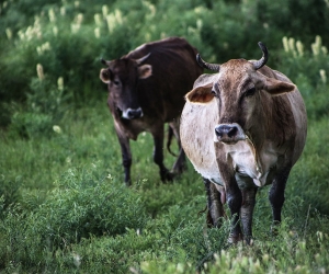 Գեղարքունիքում 8 հոգու մոտ սիբիրյան խոց է հայտնաբերվել.  հիվանդ կենդանու տերն ասում է՝ կովը պատվաստված է եղել