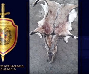 «Կարմիր գրքում» գրանցված բեզոարյան այծ են որսացել