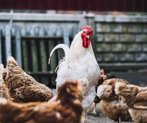 Armenia Bans Importation of Poultry from Two Polish Provinces