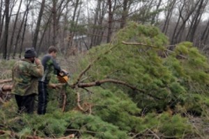 Massive Tree Felling on Sevan's Shore