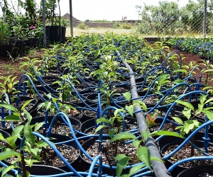 Expansion of Nursery Capacity is Crucial to Meet Armenia’s Goal to Double Its Forest Cover by 2050