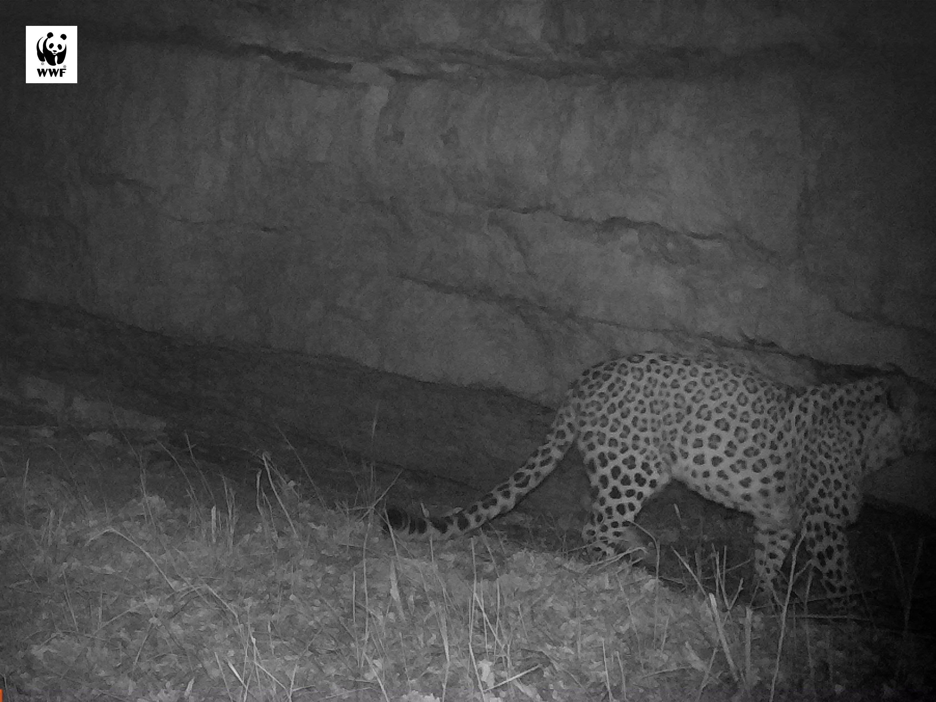 Armenia: Leopard Spotted in Tavush Province After 50 Year Absence