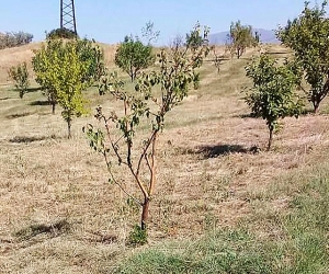 Վայոց ձորի մարզի Փոռ, Ազատեկ և Զեդեա գյուղերում այգիները չորանում են, ոռոգման ջուրը չի հասնում գյուղացիների արտեր