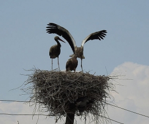 Armenian Environment Ministry Identifies Fish Farms as Possible Source of Stork Contamination