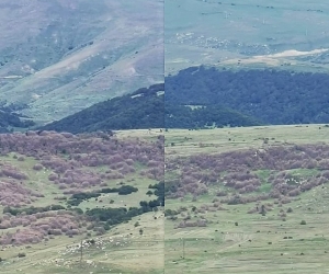 Insects, Blight Damage 11,575 Hectares of Armenia's Already Endangered Forests