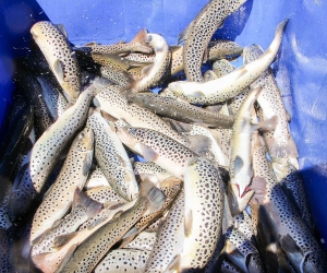 Armenia: Deputy Ministers Visit Commercial Farm Breeding Extinct Sevan Trout