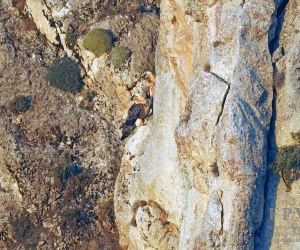 Նկարահանվել Է հազվագյուտ թռչնատեսակի զույգ