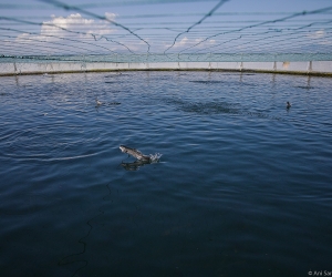 Restoring Wild “Ishkhan” Trout to Lake Sevan: Promoting the Native Species Globally as Armenia’s Living Symbol  