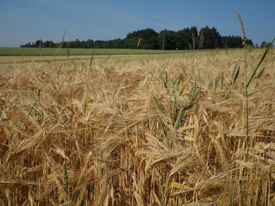 Food Security Risk: Large Portion of Artsakh's Bread Basket Lost