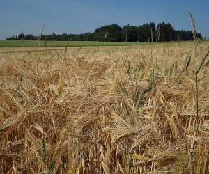 Food Security Risk: Large Portion of Artsakh's Bread Basket Lost
